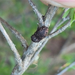 Agrypnus sp. (genus) (Rough click beetle) at Bungendore, NSW - 11 Dec 2024 by clarehoneydove