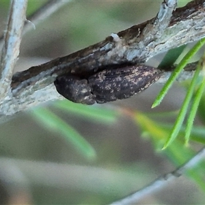 Agrypnus sp. (genus) at Bungendore, NSW - suppressed