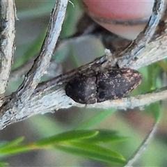 Agrypnus sp. (genus) at Bungendore, NSW - suppressed