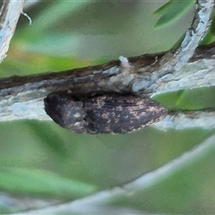 Agrypnus sp. (genus) at Bungendore, NSW - suppressed