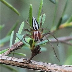 Oxyopes gracilipes (Graceful-legs Lynx Spider) at Bungendore, NSW - 11 Dec 2024 by clarehoneydove