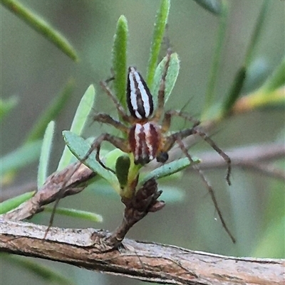 Oxyopes gracilipes at Bungendore, NSW - 11 Dec 2024 by clarehoneydove