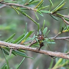 Oxyopes gracilipes at Bungendore, NSW - suppressed