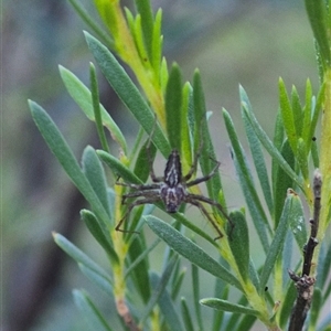 Oxyopes sp. (genus) at Bungendore, NSW - suppressed