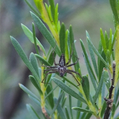 Oxyopes (genus) (Lynx spider) at Bungendore, NSW - 11 Dec 2024 by clarehoneydove