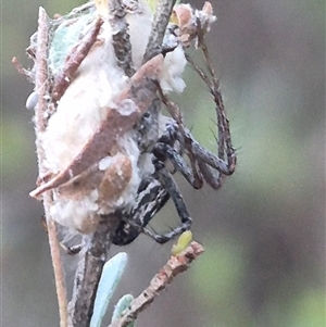 Oxyopes sp. (genus) at Bungendore, NSW - suppressed