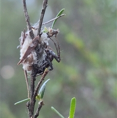 Oxyopes sp. (genus) at Bungendore, NSW - suppressed