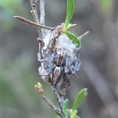 Oxyopes sp. (genus) at Bungendore, NSW - suppressed