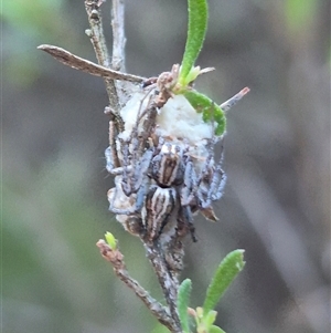 Oxyopes sp. (genus) at Bungendore, NSW - 11 Dec 2024