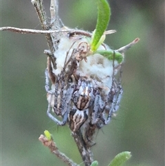 Oxyopes sp. (genus) at Bungendore, NSW - suppressed