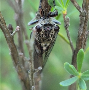 Yoyetta celis (Silver Princess Cicada) at Bungendore, NSW by clarehoneydove