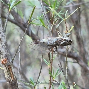 Yoyetta celis (Silver Princess Cicada) at Bungendore, NSW by clarehoneydove