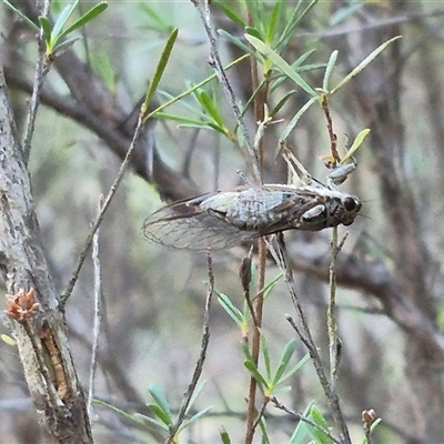 Yoyetta celis (Silver Princess Cicada) at Bungendore, NSW - 11 Dec 2024 by clarehoneydove