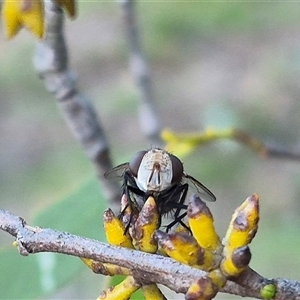 Unidentified True fly (Diptera) at Bungendore, NSW by clarehoneydove