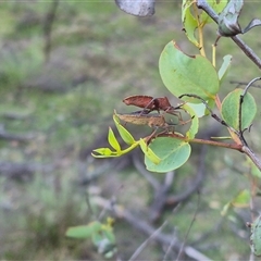 Amorbus (genus) (Eucalyptus Tip bug) at Bungendore, NSW - 11 Dec 2024 by clarehoneydove