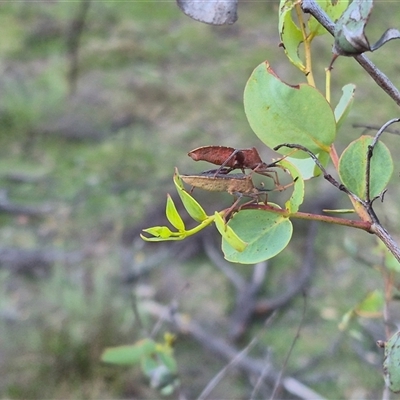 Amorbus (genus) (Eucalyptus Tip bug) at Bungendore, NSW - 11 Dec 2024 by clarehoneydove