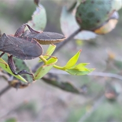 Amorbus sp. (genus) at Bungendore, NSW - suppressed