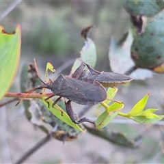 Amorbus sp. (genus) at Bungendore, NSW - suppressed