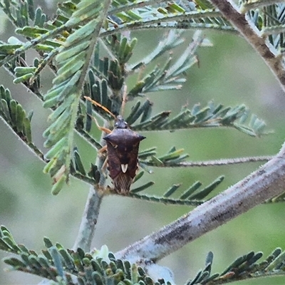 Oechalia schellenbergii (Spined Predatory Shield Bug) at Bungendore, NSW - 11 Dec 2024 by clarehoneydove