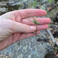 Themeda triandra (Kangaroo Grass) at Bungendore, NSW - 11 Dec 2024 by clarehoneydove