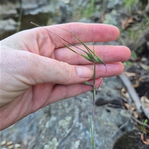 Themeda triandra (Kangaroo Grass) at Bungendore, NSW by clarehoneydove