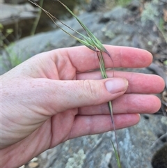 Themeda triandra at Bungendore, NSW - 11 Dec 2024