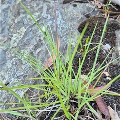 Themeda triandra at Bungendore, NSW - 11 Dec 2024