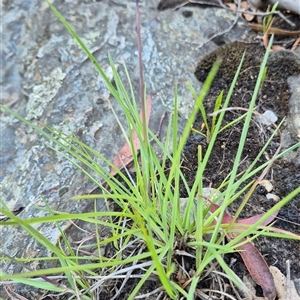 Themeda triandra at Bungendore, NSW - 11 Dec 2024