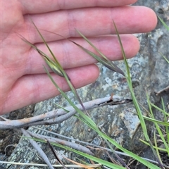 Themeda triandra at Bungendore, NSW - 11 Dec 2024