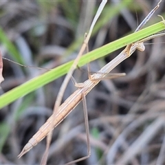 Mantidae (family) adult or nymph at Bungendore, NSW - suppressed