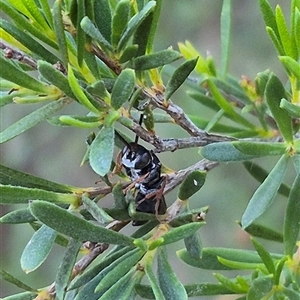 Hylaeinae (subfamily) at Bungendore, NSW by clarehoneydove