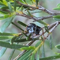 Crabronidae (family) at Bungendore, NSW - 11 Dec 2024