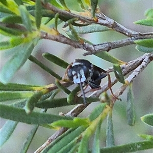 Crabronidae (family) at Bungendore, NSW - 11 Dec 2024