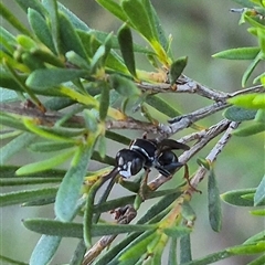 Crabronidae (family) at Bungendore, NSW - 11 Dec 2024