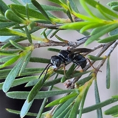 Crabronidae (family) at Bungendore, NSW - 11 Dec 2024