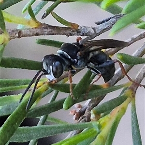 Crabronidae (family) at Bungendore, NSW - 11 Dec 2024