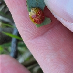 Paropsisterna fastidiosa (Eucalyptus leaf beetle) at Bungendore, NSW - 11 Dec 2024 by clarehoneydove