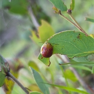 Paropsisterna fastidiosa at Bungendore, NSW - suppressed