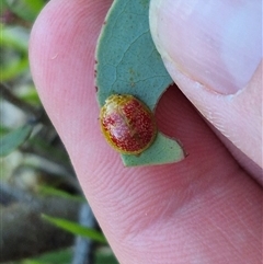 Paropsisterna fastidiosa at Bungendore, NSW - suppressed