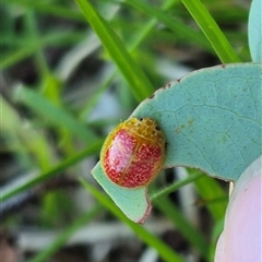 Paropsisterna fastidiosa at Bungendore, NSW - suppressed