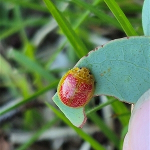 Paropsisterna fastidiosa at Bungendore, NSW - suppressed