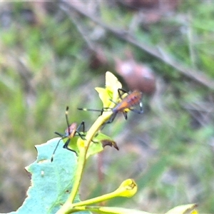 Amorbus obscuricornis at Bungendore, NSW - suppressed