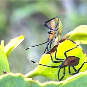 Amorbus obscuricornis at Bungendore, NSW - suppressed