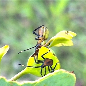 Amorbus obscuricornis at Bungendore, NSW - suppressed