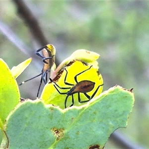 Amorbus obscuricornis at Bungendore, NSW - suppressed