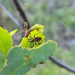 Amorbus obscuricornis at Bungendore, NSW - suppressed