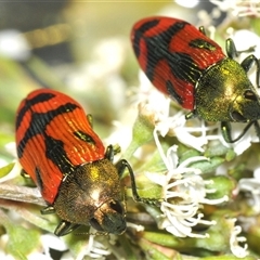 Castiarina ignota (A Jewel Beetle) at Denman Prospect, ACT - 11 Dec 2024 by Harrisi