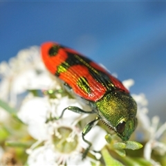 Castiarina ignota at Denman Prospect, ACT - 11 Dec 2024 09:18 PM