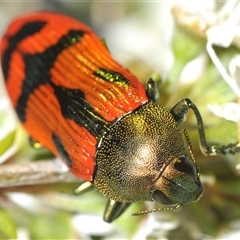 Castiarina ignota at Denman Prospect, ACT - 11 Dec 2024 09:18 PM