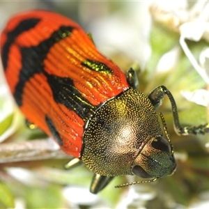 Castiarina ignota at Denman Prospect, ACT - 11 Dec 2024 09:18 PM